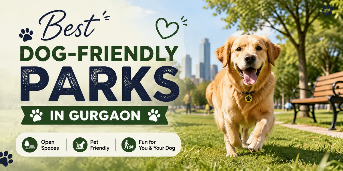Best Dog-Friendly Parks in Gurgaon
