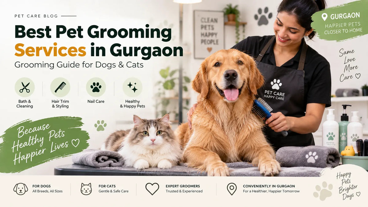 Best Pet Grooming Services in Gurgaon
