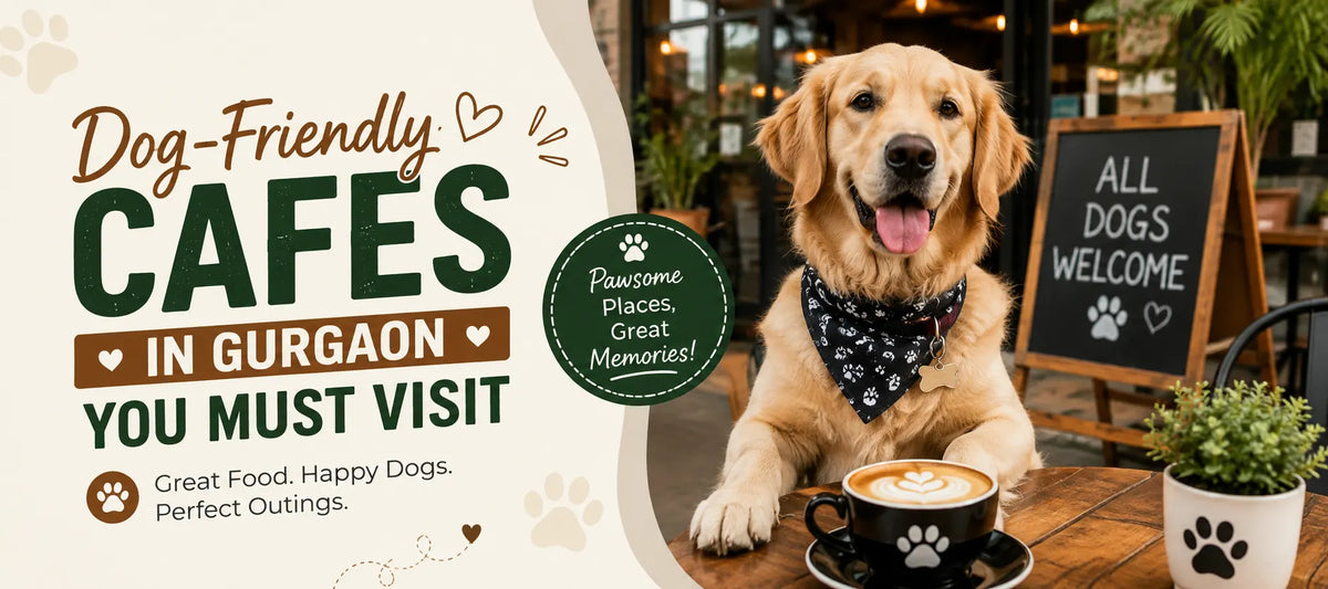 Dog-Friendly Cafes in Gurgaon You Must Visit