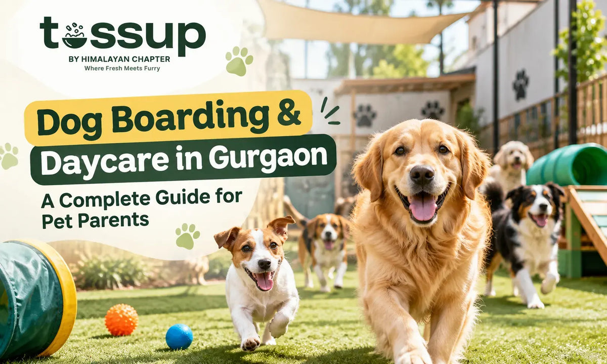 Dog Boarding & Daycare in Gurgaon- A Complete Guide for Pet Parents