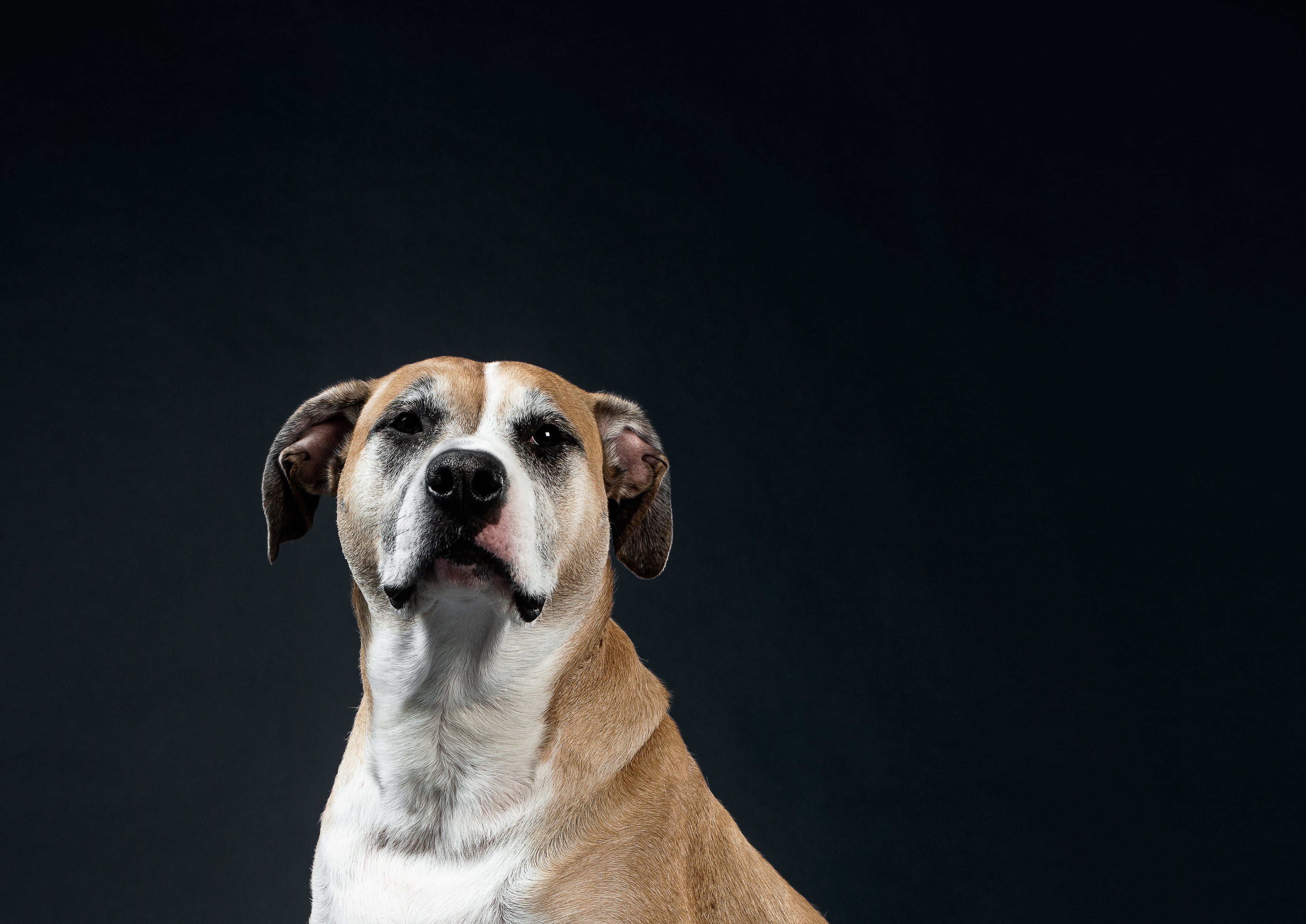 Why Your Dog Deserves tossUp by Himalayan Chapters