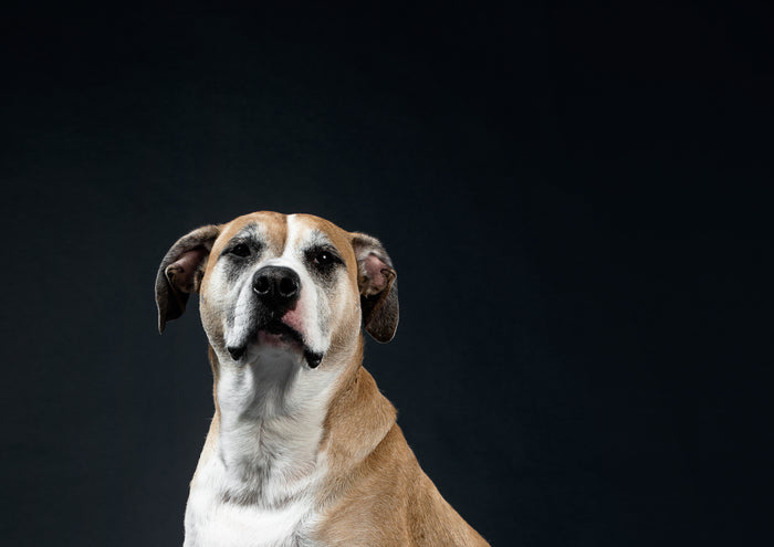 Why Your Dog Deserves tossUp by Himalayan Chapters