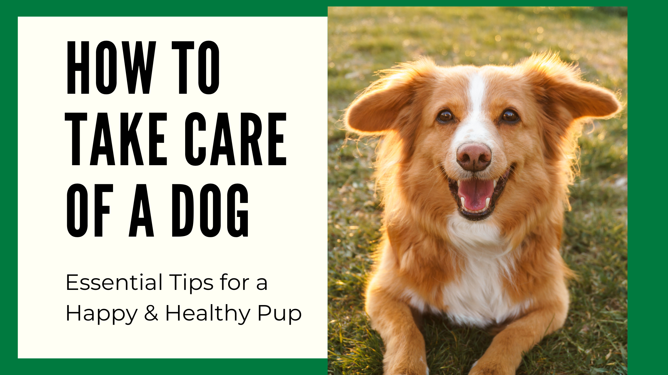 How to Take Care of a Dog